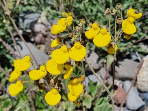 Calceolaria valdiviana (Calceolaria valdiviana)