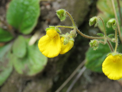Calceolaria valdiviana (Calceolaria valdiviana)
