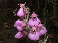 Calceolaria weberbaueriana (Calceolaria weberbaueriana)