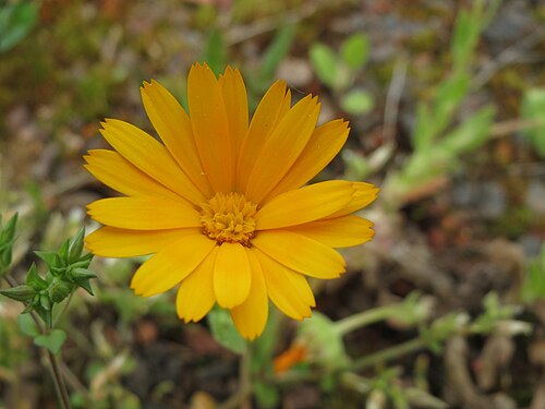 Field marigold: Acker-Ringelblume ( Calendula arvensis ) in der Kurfürstenanlage in Heidelberg