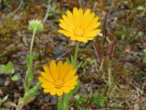 Field marigold: Acker-Ringelblume ( Calendula arvensis ) in der Kurfürstenanlage in Heidelberg