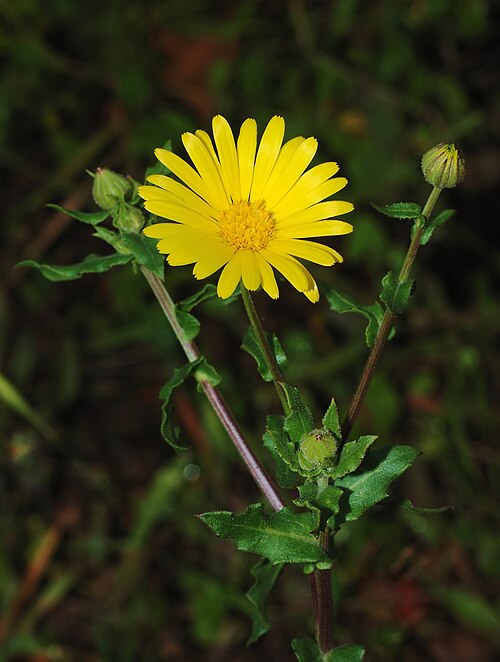 Field marigold: A Field Marigold inflorescence ( Calendula arvensis ).