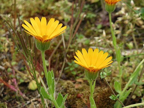 Field marigold: Acker-Ringelblume ( Calendula arvensis ) in der Kurfürstenanlage in Heidelberg