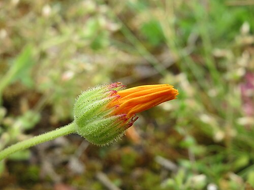 Field marigold: Acker-Ringelblume ( Calendula arvensis ) in der Kurfürstenanlage in Heidelberg