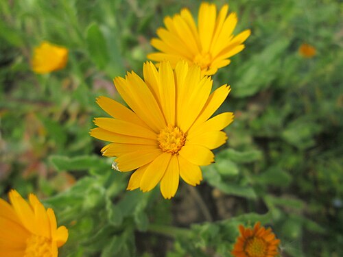 Field marigold: Acker-Ringelblume ( Calendula arvensis ) in Hockenheim - gesetzt in einem Grünstreifen in einer Maßnahme des Nabu Hockenheim zur Erhaltung der Artenvielfalt dur