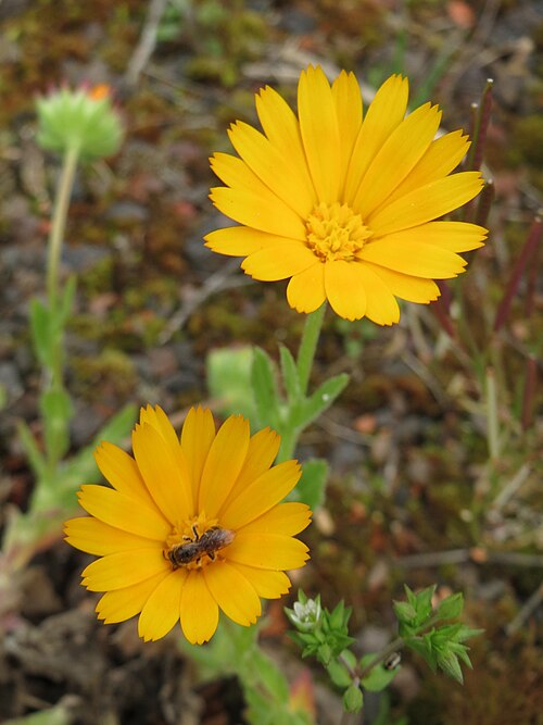 Field marigold: Acker-Ringelblume ( Calendula arvensis ) in der Kurfürstenanlage in Heidelberg