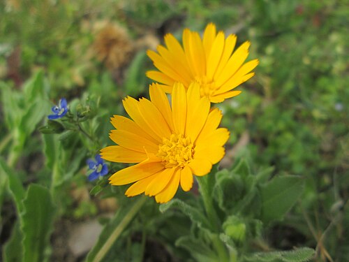 Field marigold: Acker-Ringelblume ( Calendula arvensis ) in Hockenheim - gesetzt in einem Grünstreifen in einer Maßnahme des Nabu Hockenheim zur Erhaltung der Artenvielfalt dur