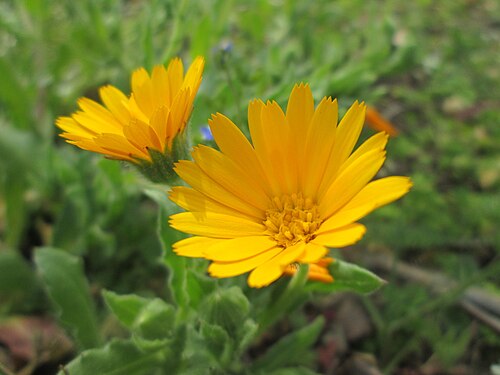 Field marigold: Acker-Ringelblume ( Calendula arvensis ) in Hockenheim - gesetzt in einem Grünstreifen in einer Maßnahme des Nabu Hockenheim zur Erhaltung der Artenvielfalt dur