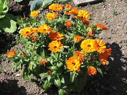 Pot marigold: Calendula officinalis recorded in our garden in the Black Forest