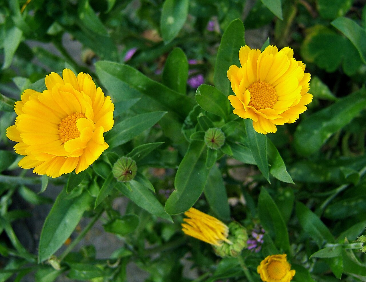 Pot marigold: Marigold
