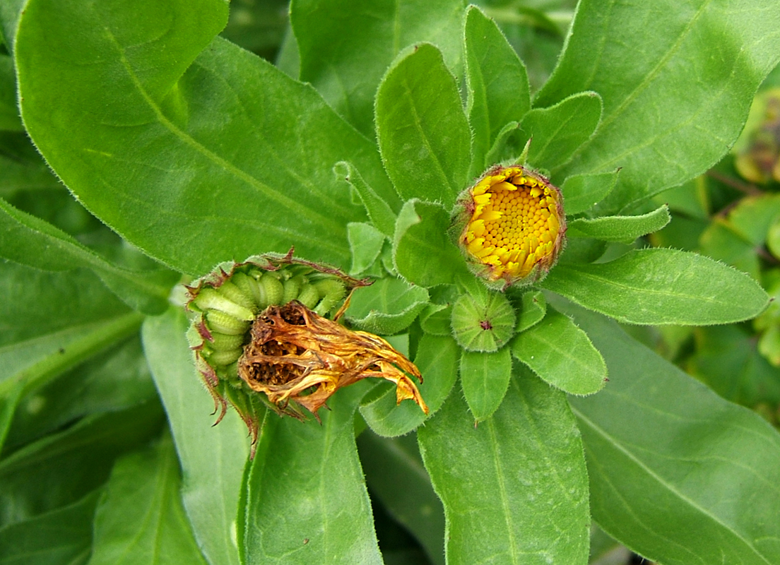 Pot marigold: marigold, withered petals and seeds, buds