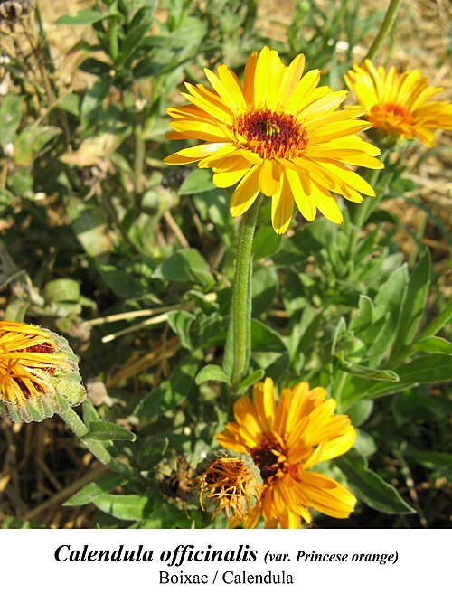 Pot marigold: planta medicinal