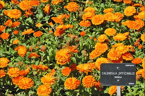 Pot marigold: Calendula Officinalis Maravilla Compositae Le jardin botanique royal est situé au sud du Prado. Commandé par le Roi Bourbon Charles III, il a été ouvert en 1781