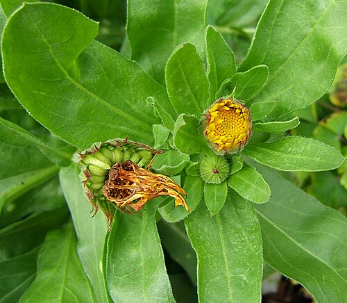 Pot marigold: marigold, withered petals and seeds, buds