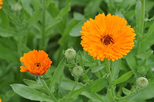 Pot marigold: Pot marigold flowers and buds in Kirchwerder, Hamburg.