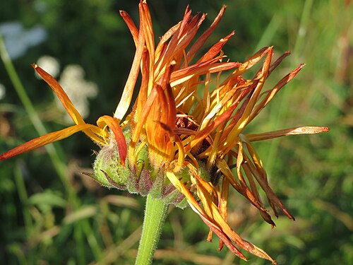 Pot marigold: Ringelblume ( Calendula officinalis ) nahe der Ostspange in Saarbrücken
