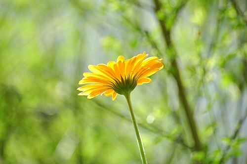 Pot marigold: Marigold, 55294 Bodenheim, Germany