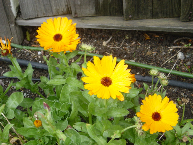Pot marigold: A Calendula officinalis plant, near a garden fence.