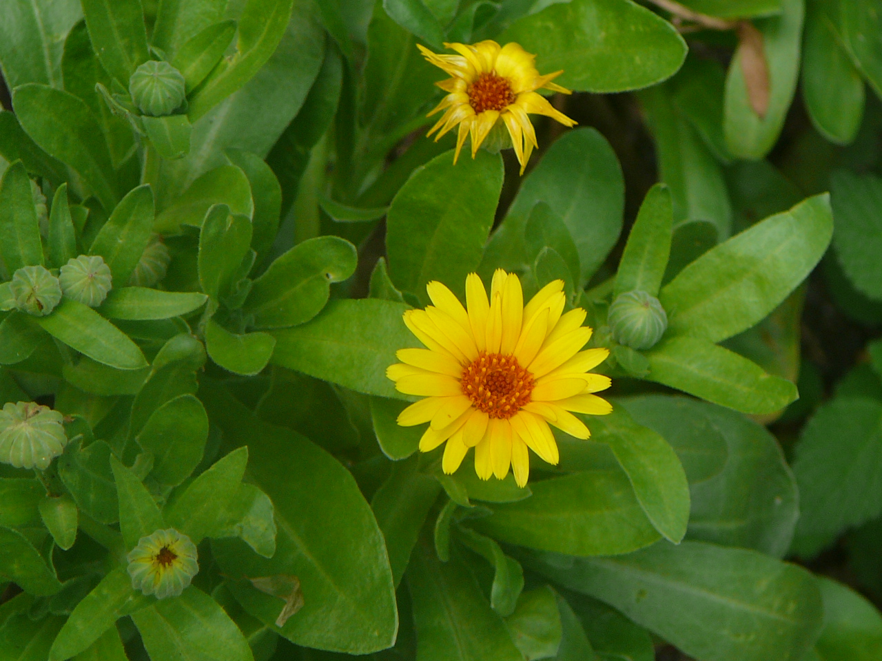 Pot marigold: Calendula officinalis