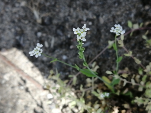 White ballmustard (Calepina irregularis)