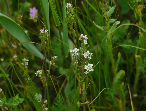 White ballmustard (Calepina irregularis)
