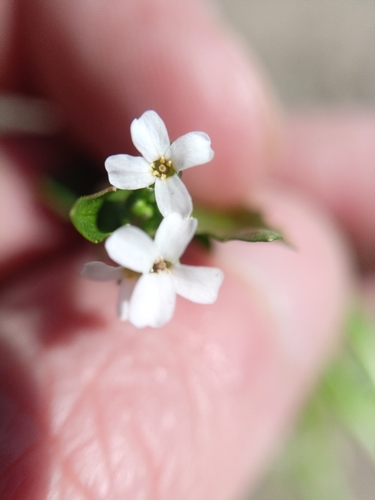 White ballmustard (Calepina irregularis)