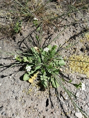 White ballmustard (Calepina irregularis)