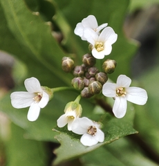 White ballmustard (Calepina irregularis)