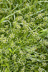 White ballmustard (Calepina irregularis)