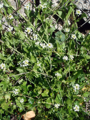 White ballmustard (Calepina irregularis)