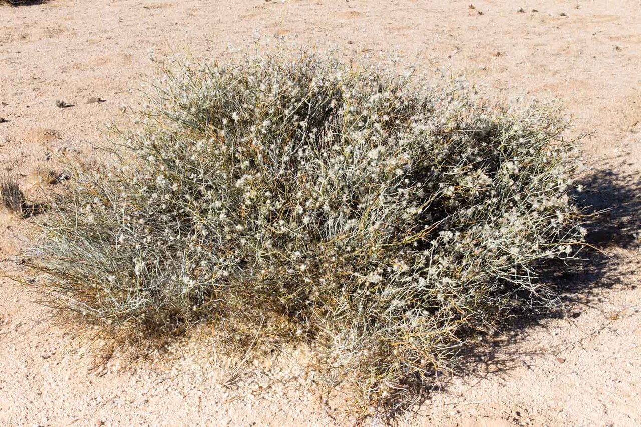 Calicorema capitata: Caliocorema capitata -1256