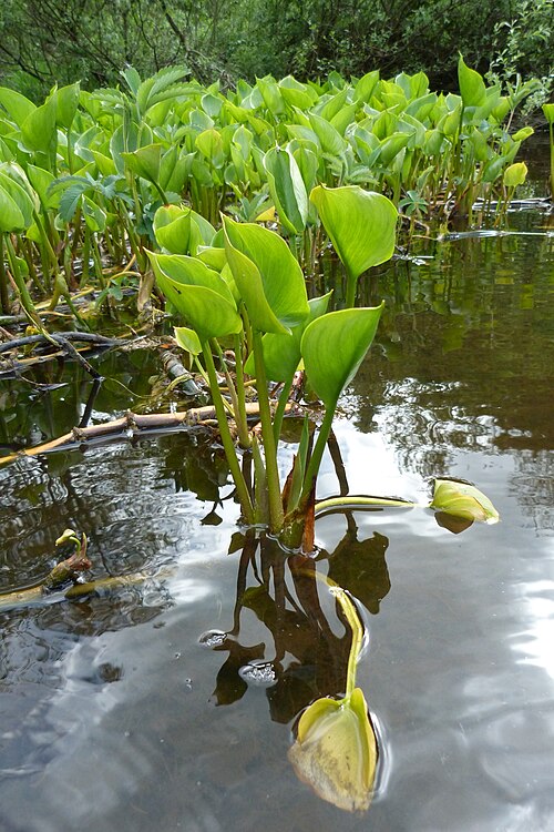 Bog arum: Calla des marais ( Calla palustris ) à Retournemer, Vosges.