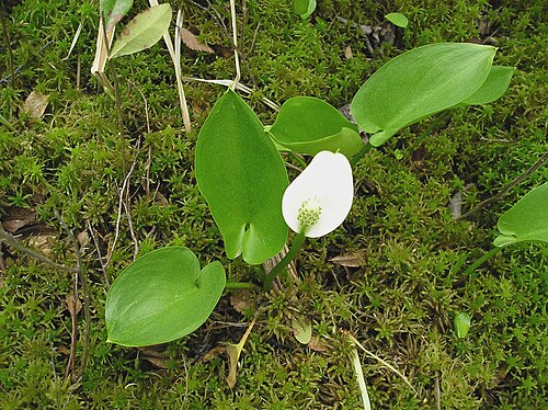 Bog arum: Calla_palustris_1-eheep