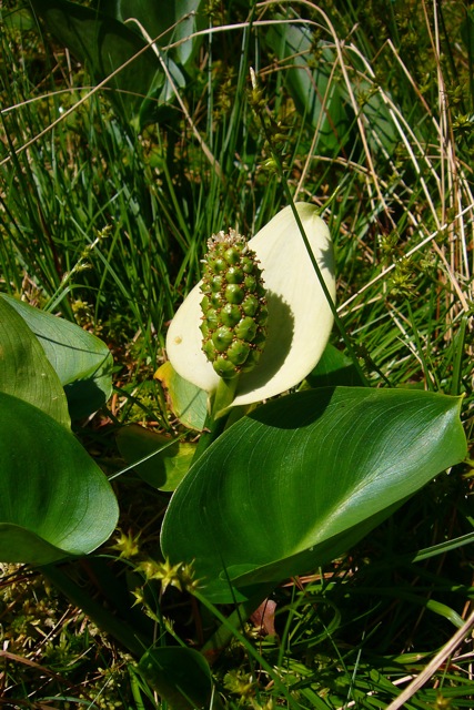 Bog arum: Calla palustris