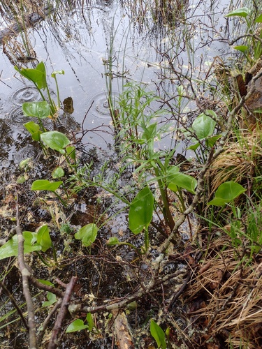 Bog arum (Calla palustris)