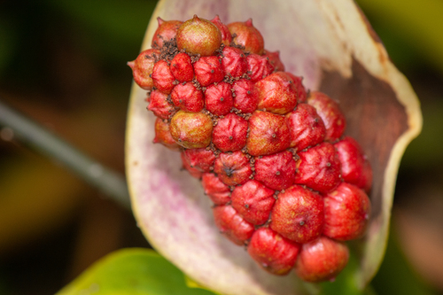 Bog arum (Calla palustris)