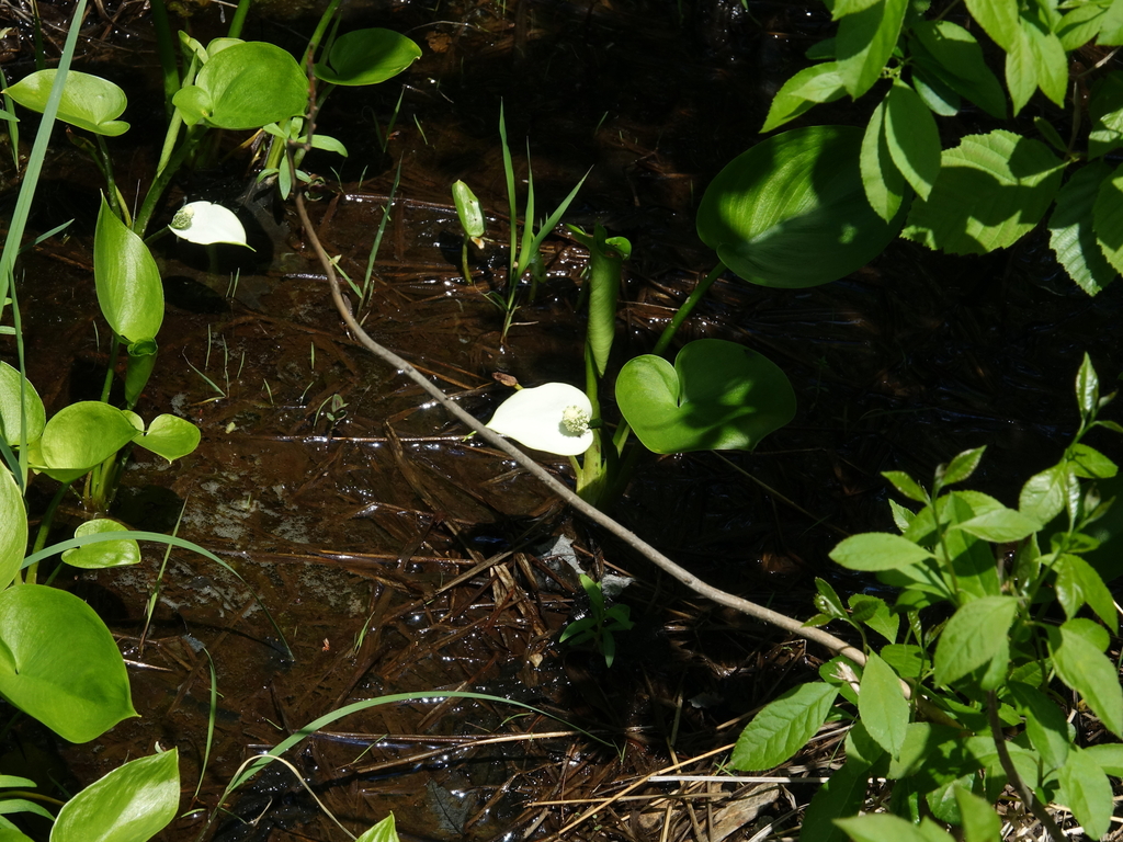 Bog arum (Calla palustris)