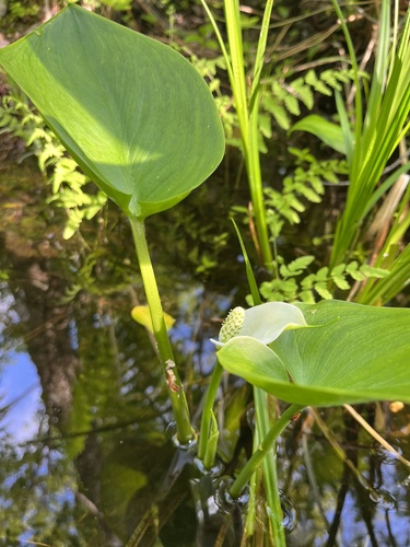 Bog arum (Calla palustris)