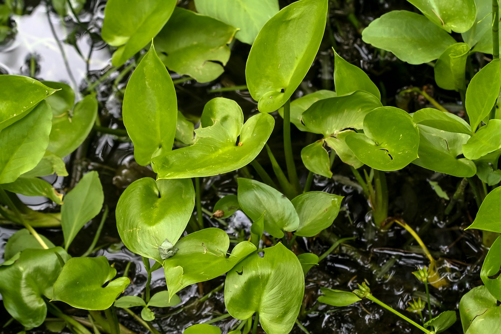 Bog arum: Alpengarten Villacher Alpe : Drachenwurz