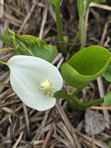 Bog arum (Calla palustris)