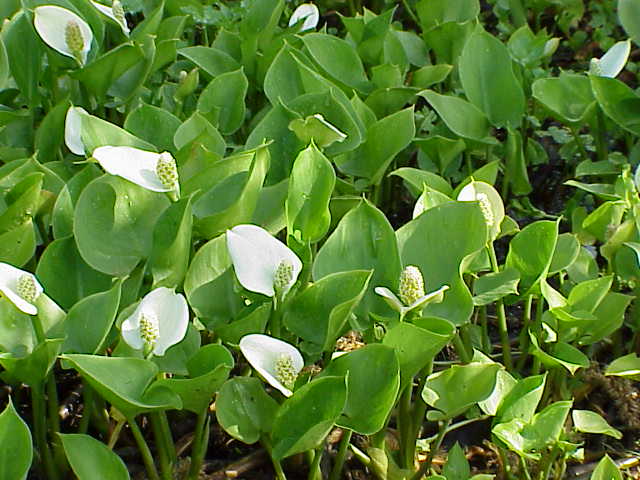 Bog arum: Species : Calla palustris Family : Araceae Image No. 3