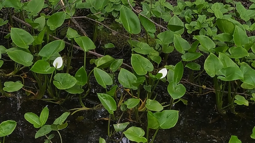Bog arum (Calla palustris)