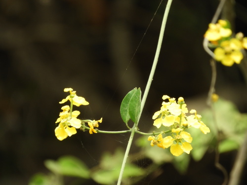 Hillyhock (Callaeum macropterum)