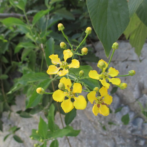 Hillyhock (Callaeum macropterum)