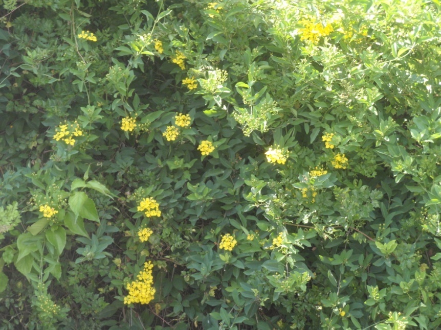 Hillyhock (Callaeum macropterum)