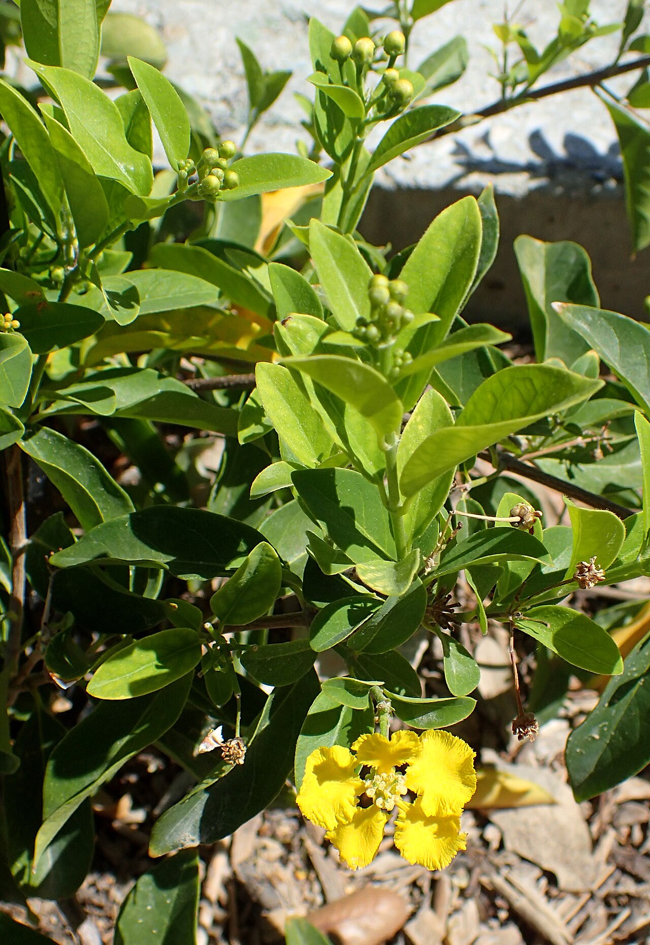 Hillyhock: Callaeum macropterum at Springs Preserve in Las Vegas