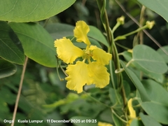 Hillyhock (Callaeum macropterum)