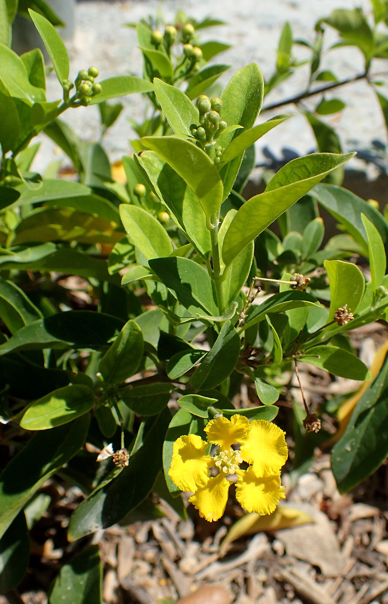 Hillyhock: Callaeum macropterum at Springs Preserve in Las Vegas