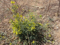 Hillyhock (Callaeum macropterum)