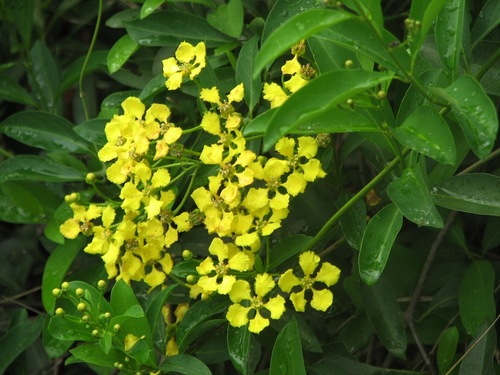 Hillyhock (Callaeum macropterum)